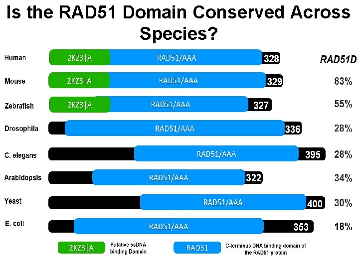 Is the RAD 51 Domain Conserved Across Species? 