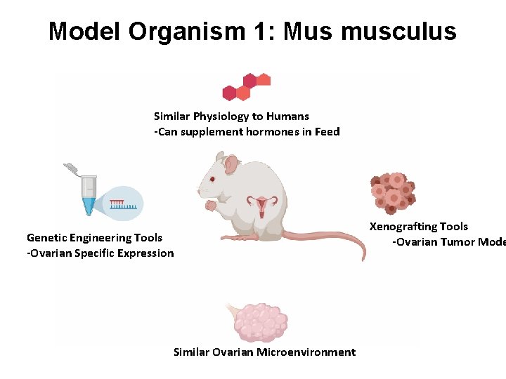 Model Organism 1: Mus musculus Similar Physiology to Humans -Can supplement hormones in Feed