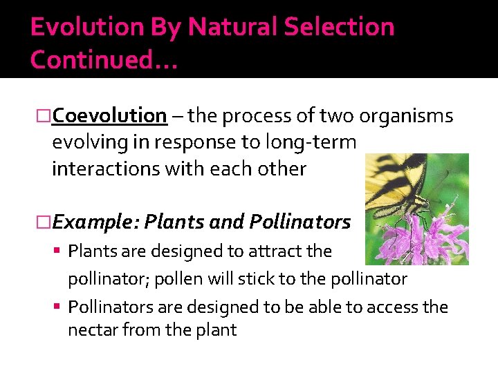 Evolution By Natural Selection Continued… �Coevolution – the process of two organisms evolving in