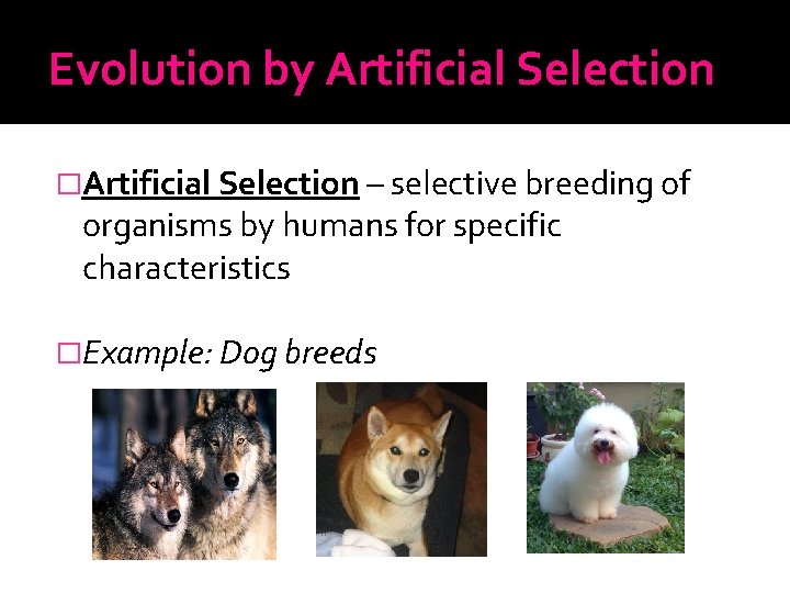 Evolution by Artificial Selection �Artificial Selection – selective breeding of organisms by humans for