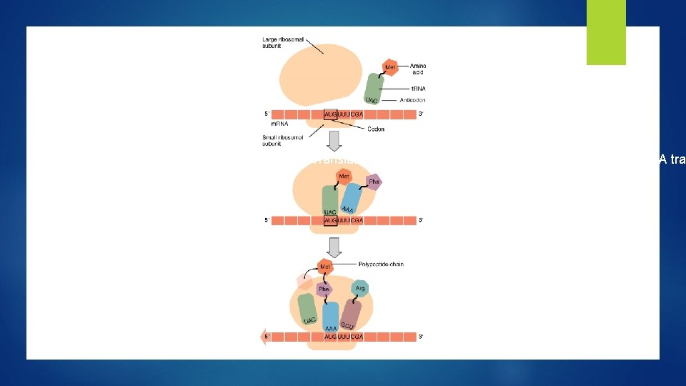 Figure 4. Translation from RNA to Protein. During translation, the m. RNA tran 