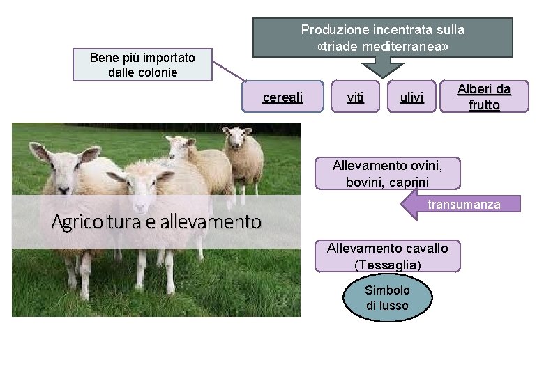 Produzione incentrata sulla «triade mediterranea» Bene più importato dalle colonie cereali viti Alberi da