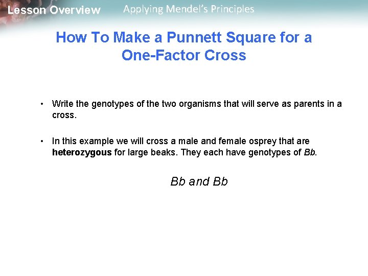 Lesson Overview Applying Mendel’s Principles How To Make a Punnett Square for a One-Factor