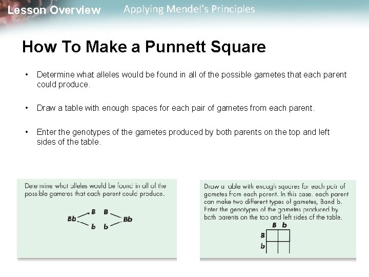 Lesson Overview Applying Mendel’s Principles How To Make a Punnett Square • Determine what