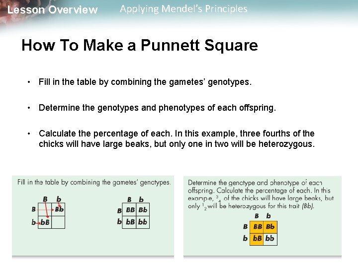 Lesson Overview Applying Mendel’s Principles How To Make a Punnett Square • Fill in