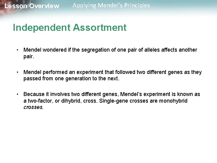 Lesson Overview Applying Mendel’s Principles Independent Assortment • Mendel wondered if the segregation of