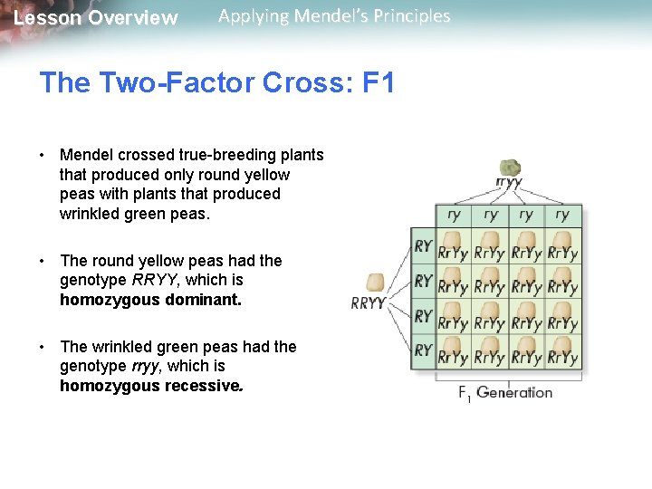 Lesson Overview Applying Mendel’s Principles The Two-Factor Cross: F 1 • Mendel crossed true-breeding