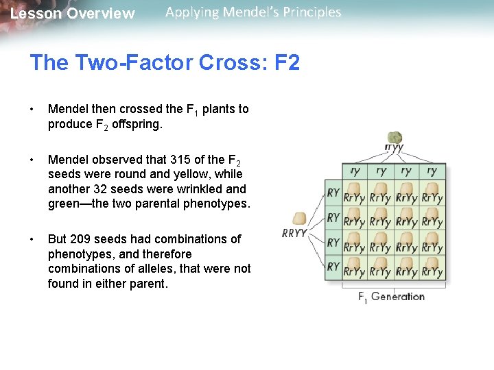 Lesson Overview Applying Mendel’s Principles The Two-Factor Cross: F 2 • Mendel then crossed