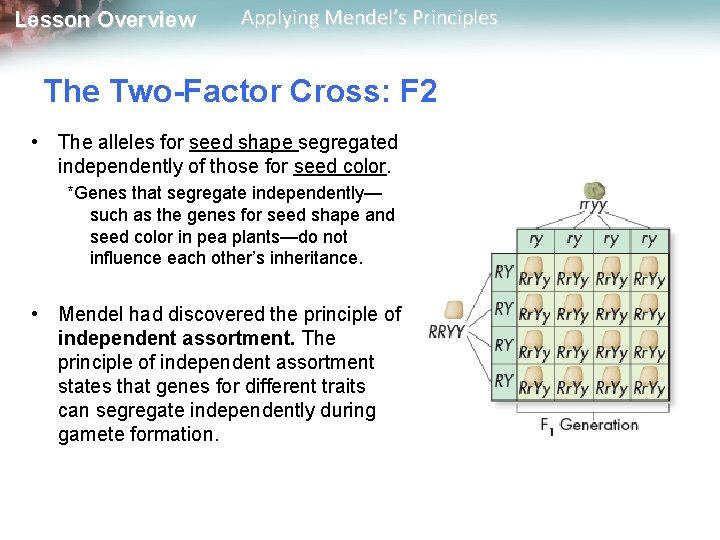 Lesson Overview Applying Mendel’s Principles The Two-Factor Cross: F 2 • The alleles for
