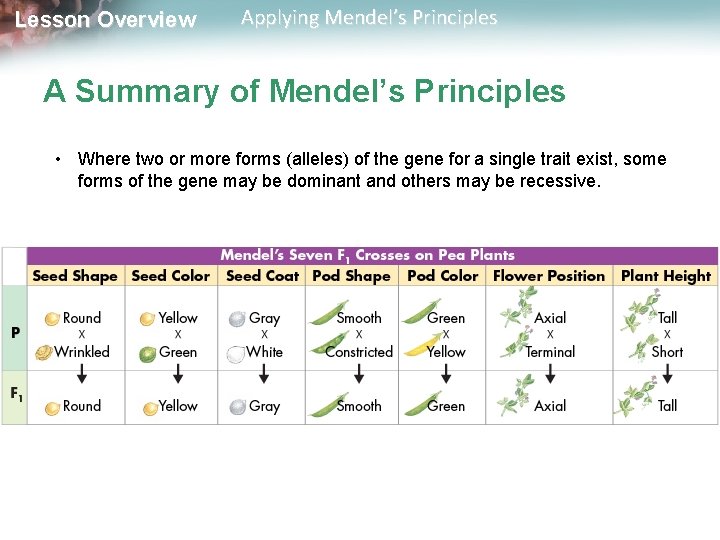 Lesson Overview Applying Mendel’s Principles A Summary of Mendel’s Principles • Where two or