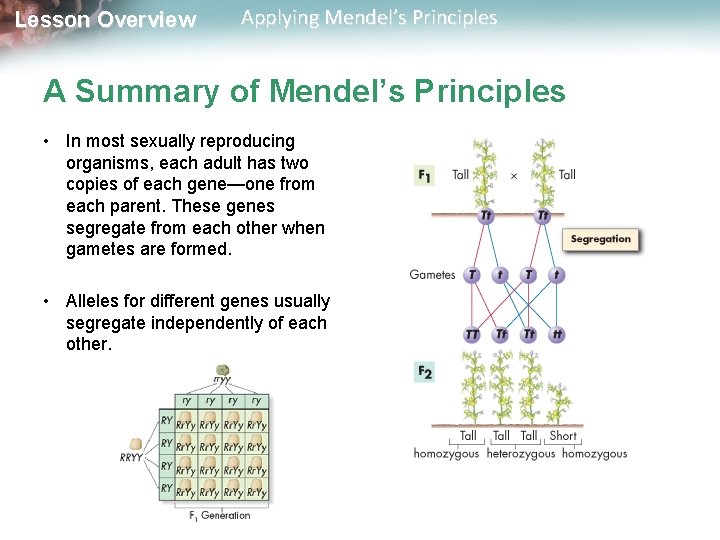 Lesson Overview Applying Mendel’s Principles A Summary of Mendel’s Principles • In most sexually