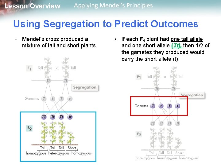 Lesson Overview Applying Mendel’s Principles Using Segregation to Predict Outcomes • Mendel’s cross produced