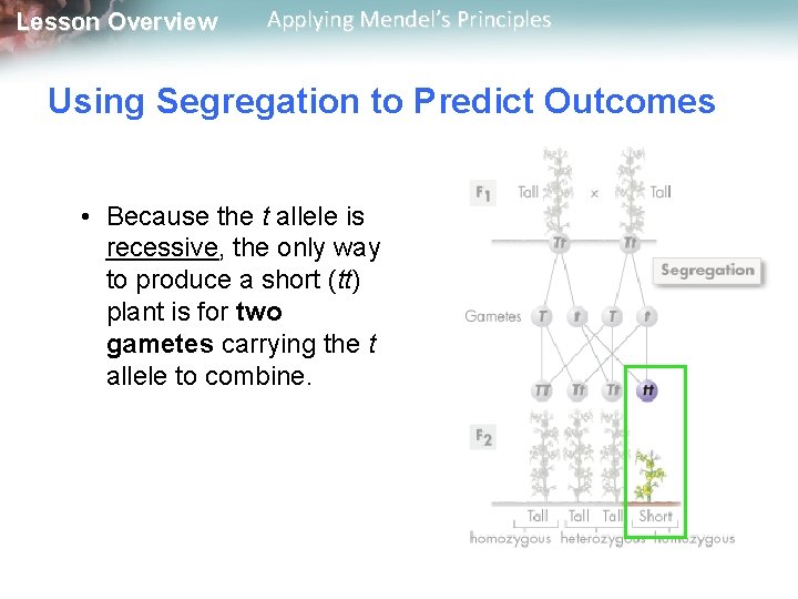 Lesson Overview Applying Mendel’s Principles Using Segregation to Predict Outcomes • Because the t