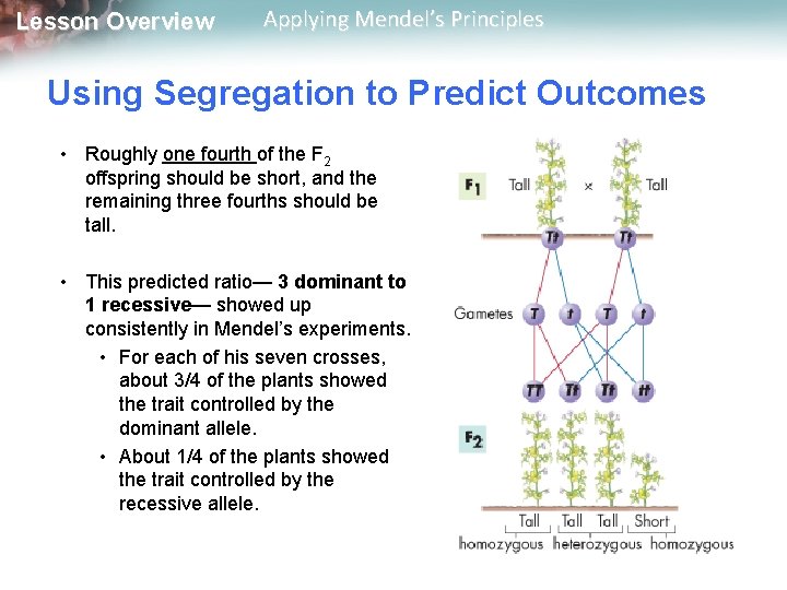 Lesson Overview Applying Mendel’s Principles Using Segregation to Predict Outcomes • Roughly one fourth