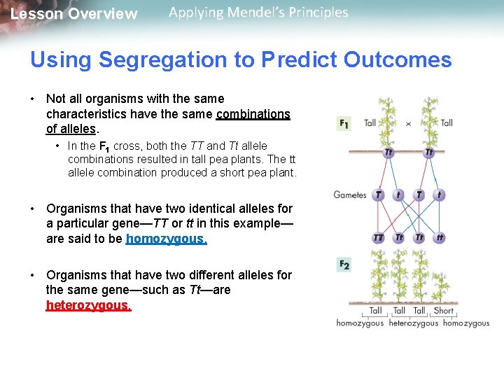 Lesson Overview Applying Mendel’s Principles Using Segregation to Predict Outcomes • Not all organisms