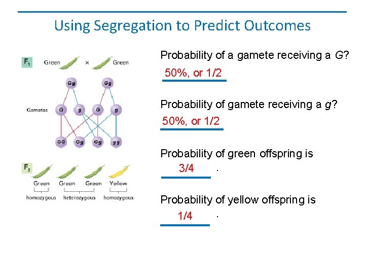 Using Segregation to Predict Outcomes Probability of a gamete receiving a G? 50%, or