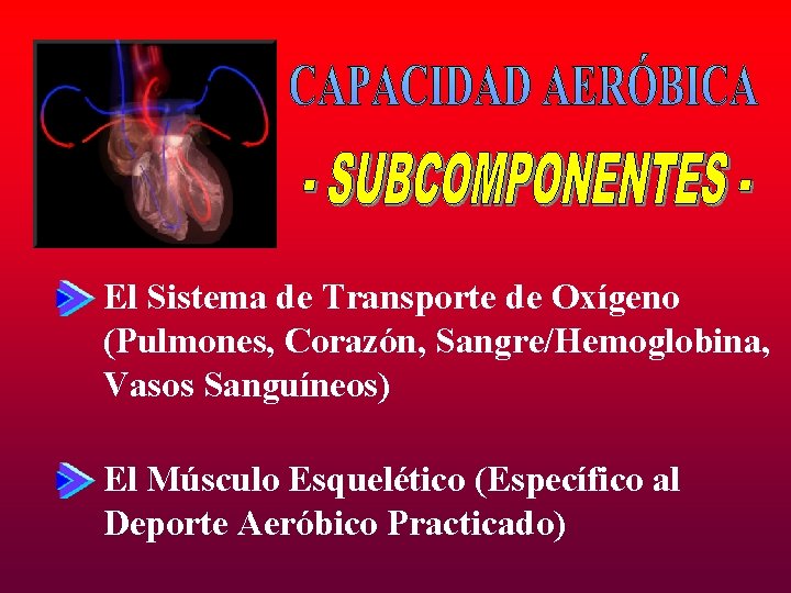 El Sistema de Transporte de Oxígeno (Pulmones, Corazón, Sangre/Hemoglobina, Vasos Sanguíneos) El Músculo Esquelético