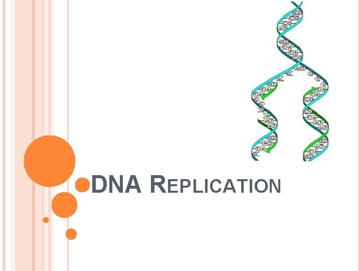 DNA REPLICATION DNA REPLICATION