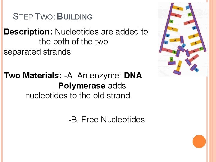 STEP TWO: BUILDING Description: Nucleotides are added to the both of the two separated STEP TWO: BUILDING Description: Nucleotides are added to the both of the two separated