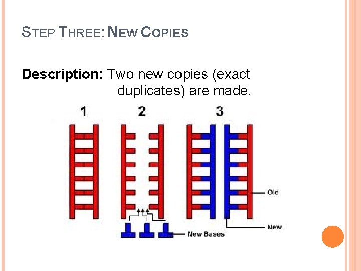 STEP THREE: NEW COPIES Description: Two new copies (exact duplicates) are made. STEP THREE: NEW COPIES Description: Two new copies (exact duplicates) are made.