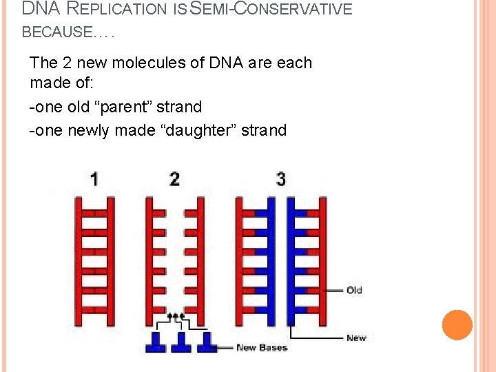 DNA REPLICATION IS SEMI-CONSERVATIVE BECAUSE…. The 2 new molecules of DNA are each made DNA REPLICATION IS SEMI-CONSERVATIVE BECAUSE…. The 2 new molecules of DNA are each made