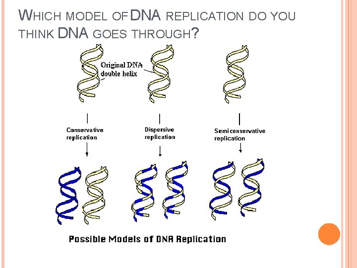 WHICH MODEL OF DNA REPLICATION DO YOU THINK DNA GOES THROUGH? WHICH MODEL OF DNA REPLICATION DO YOU THINK DNA GOES THROUGH?