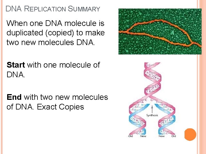 DNA REPLICATION SUMMARY When one DNA molecule is duplicated (copied) to make two new DNA REPLICATION SUMMARY When one DNA molecule is duplicated (copied) to make two new