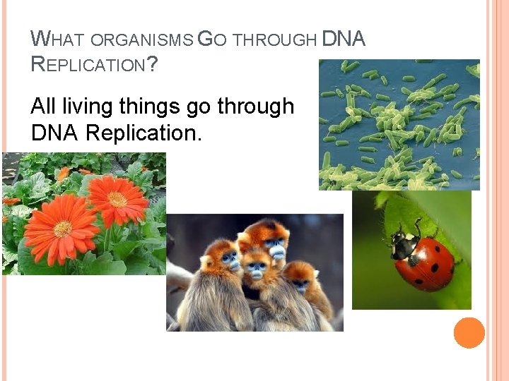WHAT ORGANISMS GO THROUGH DNA REPLICATION? All living things go through DNA Replication. WHAT ORGANISMS GO THROUGH DNA REPLICATION? All living things go through DNA Replication.