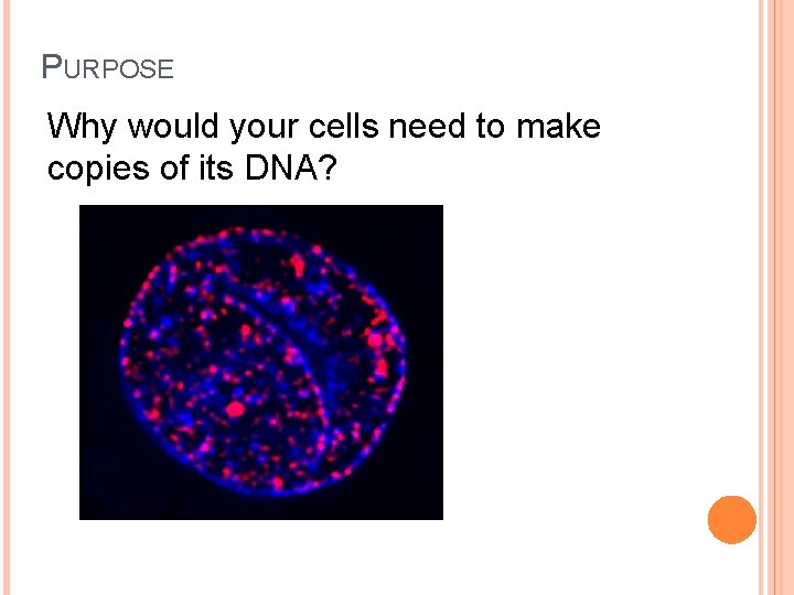 PURPOSE Why would your cells need to make copies of its DNA? PURPOSE Why would your cells need to make copies of its DNA?