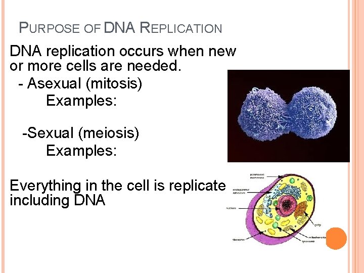 PURPOSE OF DNA REPLICATION DNA replication occurs when new or more cells are needed. PURPOSE OF DNA REPLICATION DNA replication occurs when new or more cells are needed.