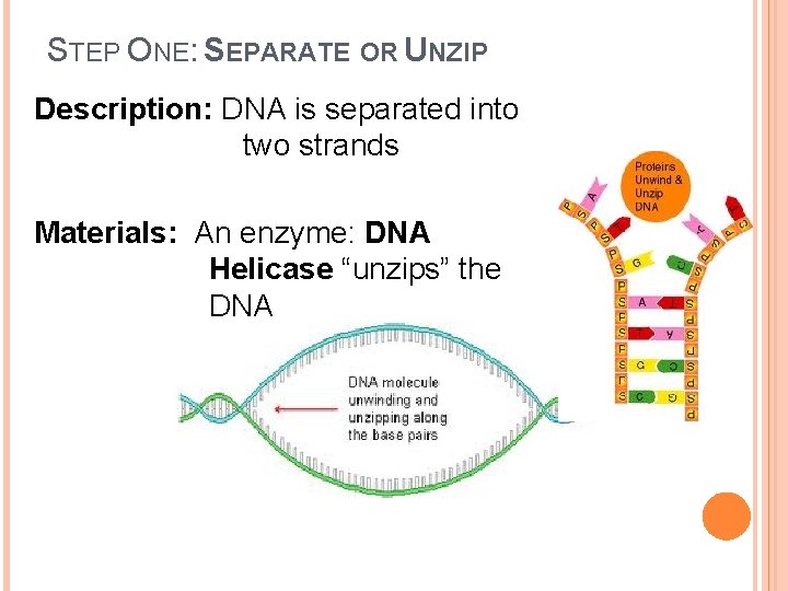 STEP ONE: SEPARATE OR UNZIP Description: DNA is separated into two strands Materials: An STEP ONE: SEPARATE OR UNZIP Description: DNA is separated into two strands Materials: An