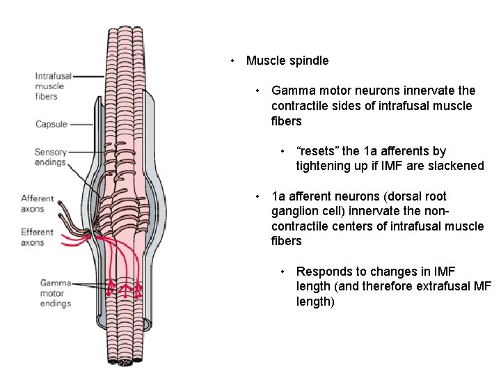  • Muscle spindle • Gamma motor neurons innervate the contractile sides of intrafusal