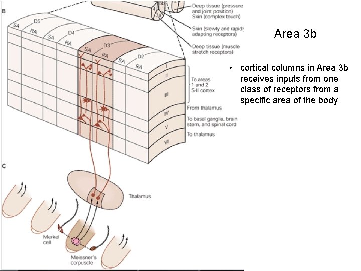 Area 3 b • cortical columns in Area 3 b receives inputs from one