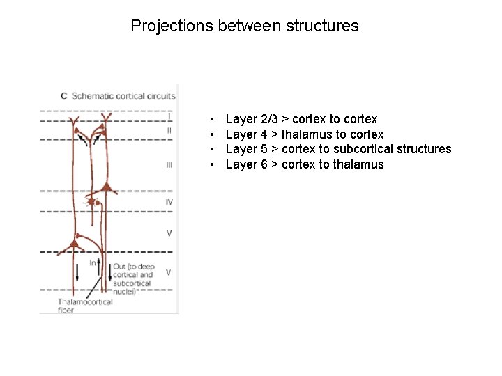 Projections between structures • • Layer 2/3 > cortex to cortex Layer 4 >