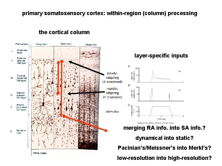 primary somatosensory cortex: within-region (column) processing the cortical column layer-specific inputs merging RA info.