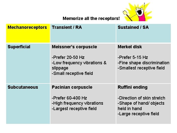 Memorize all the receptors! Mechanoreceptors Transient / RA Sustained / SA Superficial Meissner’s corpuscle