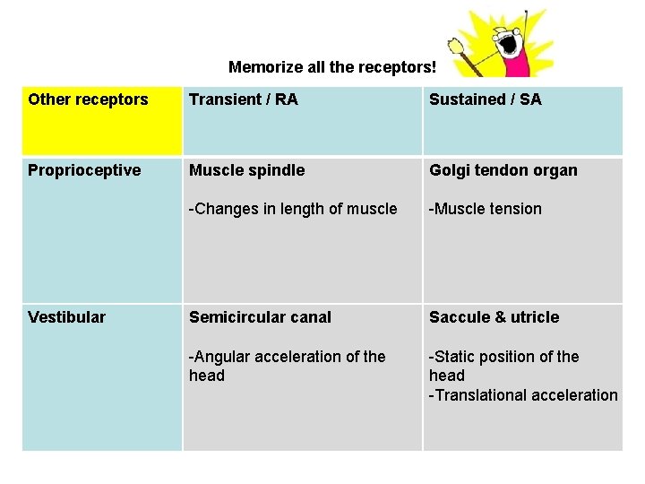 Memorize all the receptors! Other receptors Transient / RA Sustained / SA Proprioceptive Muscle