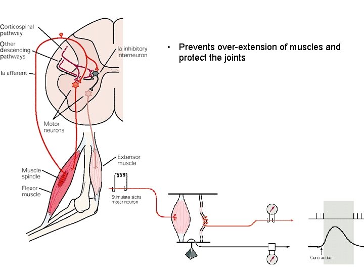  • Prevents over-extension of muscles and protect the joints 