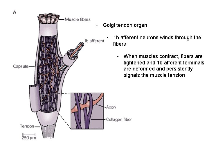  • Golgi tendon organ • 1 b afferent neurons winds through the fibers