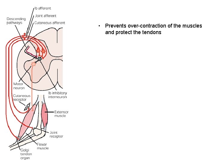  • Prevents over-contraction of the muscles and protect the tendons 