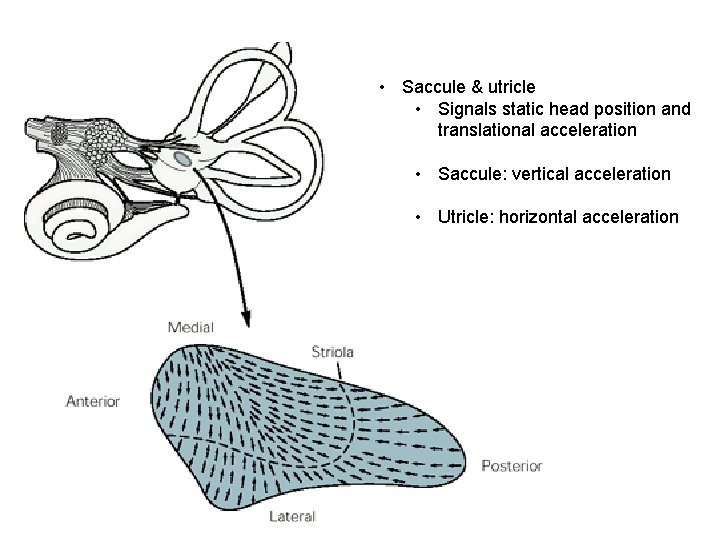  • Saccule & utricle • Signals static head position and translational acceleration •