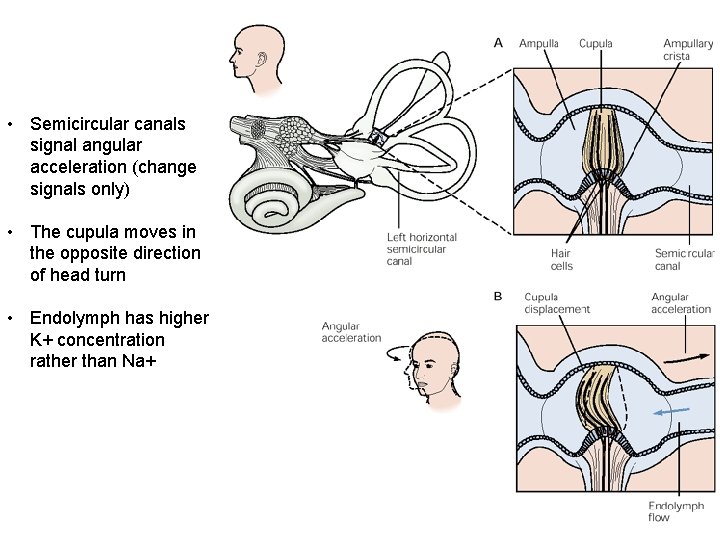  • Semicircular canals signal angular acceleration (change signals only) • The cupula moves