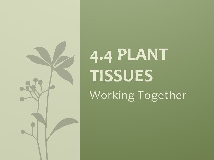 4. 4 PLANT TISSUES Working Together 