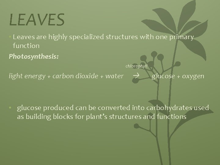 LEAVES • Leaves are highly specialized structures with one primary function Photosynthesis: chlorophyll light