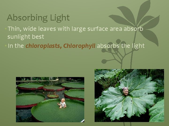 Absorbing Light • Thin, wide leaves with large surface area absorb sunlight best •