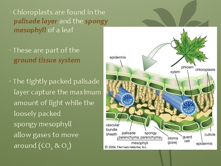  • Chloroplasts are found in the palisade layer and the spongy mesophyll of