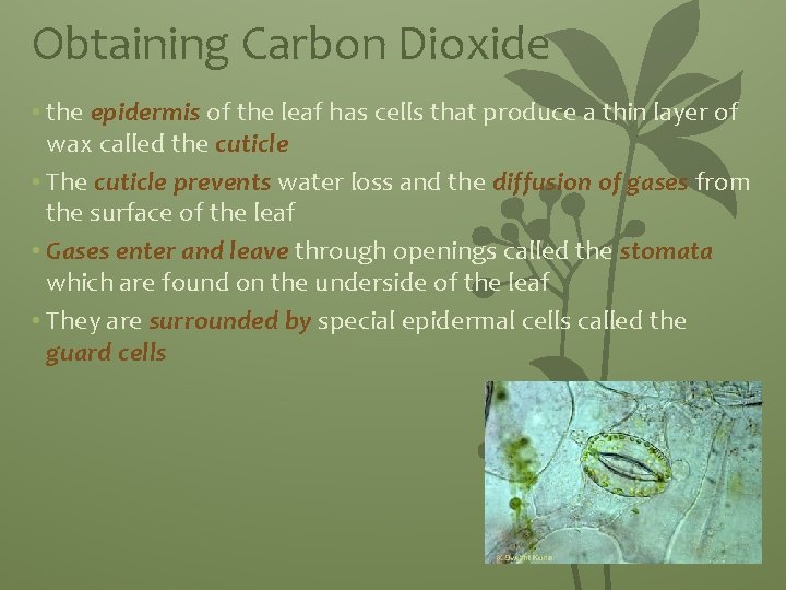 Obtaining Carbon Dioxide • the epidermis of the leaf has cells that produce a