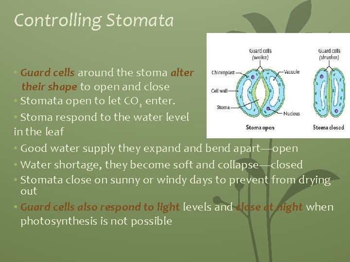 Controlling Stomata • Guard cells around the stoma alter their shape to open and