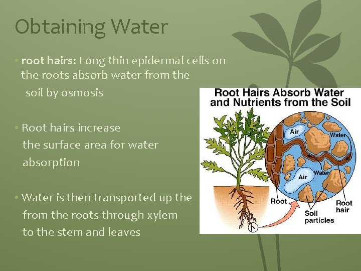 Obtaining Water • root hairs: Long thin epidermal cells on the roots absorb water