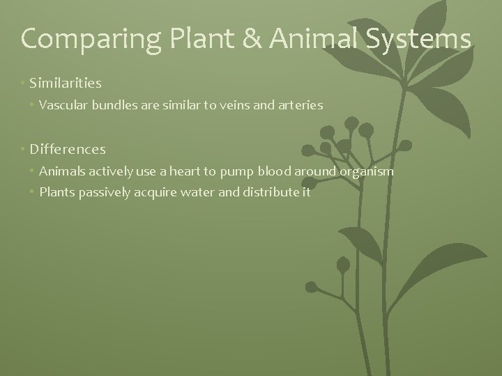 Comparing Plant & Animal Systems • Similarities • Vascular bundles are similar to veins